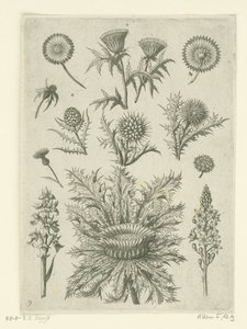 Vzdálené různými způsoby Florilegium (název série) od Adriaen Collaert