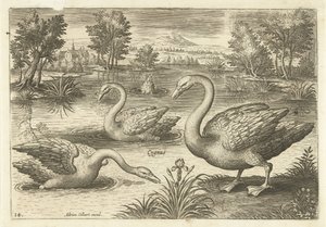 Tři labutě v rybníku Ptáci (název seriálu) Avium vivae (název série) od Adriaen Collaert