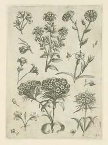 Sladký William a další květiny Florilegium (název série) od Adriaen Collaert