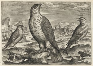 Jestřáb a vrabci od Adriaen Collaert