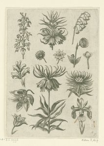 Císařská koruna, orchidej a konvalinky Florilegium (název série) od Adriaen Collaert