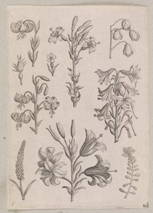Lilie od Adriaen Collaert