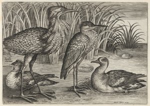  od Adriaen Collaert