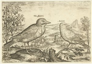 Dva ptáci v krajině Ptáci (název seriálu) Avium Vivae (název série) od Adriaen Collaert