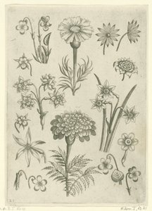 Různé květiny, fialky a narcisy Florilegium (název série) od Adriaen Collaert