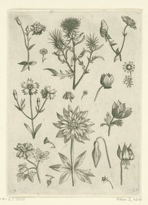Různé květiny, včetně columbine a bramboříku Florilegium (název série) od Adriaen Collaert