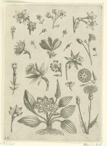 Různé květiny, včetně trubačových narcisů Florilegium (název série) od Adriaen Collaert