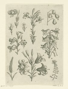 Čtyři velké lilie a několik menších květin Florilegium (název série) od Adriaen Collaert