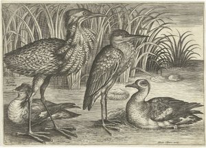 Čtyři brodiví ptáci podél břehu řeky Ptáci (název seriálu) Avivm vivae (název série) od Adriaen Collaert