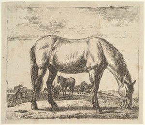 Pasoucí se kůň, z různých zvířat. od Adriaen van de Velde