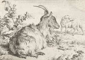 Ležící koza, 1670 od Adriaen van de Velde