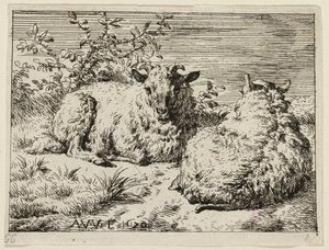 Dvě ovce od Adriaen van de Velde