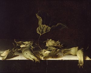 Zátiší s lískovými oříšky, 1696 (olej na papíře)