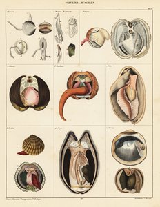 Anatomie mlžů., 1841 (litografie) od Adrian Schleich