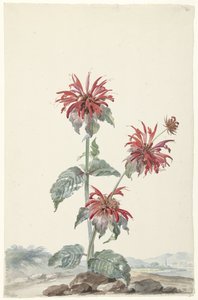 Červený bergamot v krajině od Aert Schouman (signed by artist)