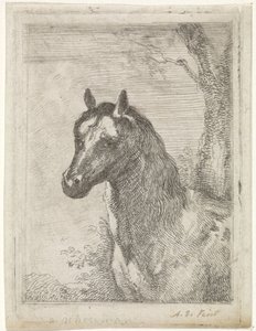 koňská hlava od Aert Schouman (signed by artist)