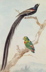 Dlouhodobý widowbird a modro-korunovaný visící papoušek, 1783 (křída, WC & tužka na papíře) od Aert Schouman