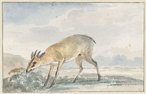Perlička nebo Sylvicapra Grimmia od Aert Schouman