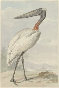 Jabiroe (Jabiroe mycteria) od Aert Schouman