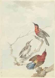Tři Crimson Sunbirds od Aert Schouman