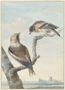 Dva ptáci: dlask (Coccothraustes coccothraustes) a chocholatý (Fringilla montifringilla) od Aert Schouman