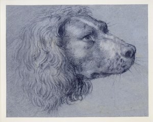 Studie hlavy španěla od Agostino Carracci