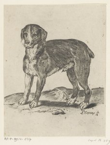 stojící pes od Agostino Carracci