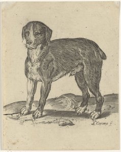 stojící pes od Agostino Carracci
