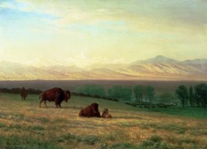 Buffalo on the Plains, c.1890 od Albert Bierstadt