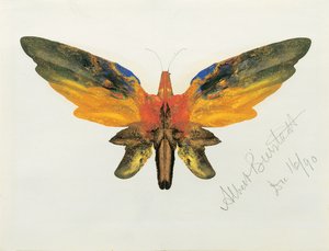 Motýl, 1890 od Albert Bierstadt