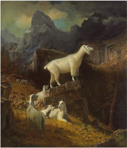 Rocky Mountain Goats, cca 1885 (olej na plátně) od Albert Bierstadt