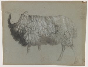 Study of an Ewe, c.1855 (grafit, pastel a křída na šedozeleném papíře) od Albert Bierstadt
