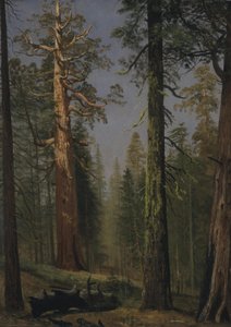 Sekvojovec obrovský Grizzly, Mariposa Grove, Kalifornie od Albert Bierstadt