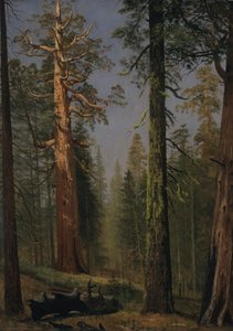 Sekvojovec obrovský Grizzly, Mariposa Grove, Kalifornie od Albert Bierstadt