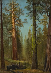 Obří sekvoje „Grizzly“, Mariposa Grove, Kalifornie od Albert Bierstadt