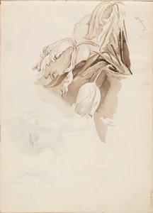Tulipány od Albert Edelfelt