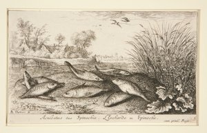 Aculeatus nebo Spinachia. L od Albert Flamen