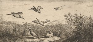 Alcedo, Martin-pescheur Ledňáček: Livre d
