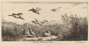 Alcedo, Ledňáček říční