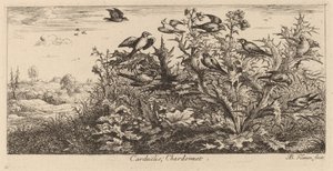 Carduelis, Stehlík