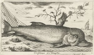 Delfín v rybářské síti Delphinus Le Dauphin. (název na objektu) Ryby a další mořští tvorové - slaná voda třetí série (název série) Poissons de mer (název série) od Albert Flamen