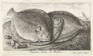 Tři kuřátka na pláži Rhombus Laeuis La Barbuë (název na objektu) Ryby a další mořští tvorové - slaná voda třetí série (název série) Poissons de mer (název série) od Albert Flamen