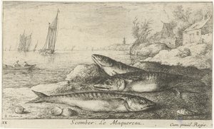 Tři makrely na pláži Scomber. Le Maquereau. (název na objektu) Ryby a další mořští tvorové - slaná voda první série (název série) Diverse Especes de Poissons de mer (název série) od Albert Flamen