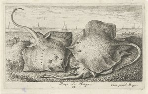 Tři paprsky na pláži rádža. La Raye. (název na objektu) Ryby a další mořští tvorové - slaná voda druhá série (název série) Poissons de mer (název série) od Albert Flamen