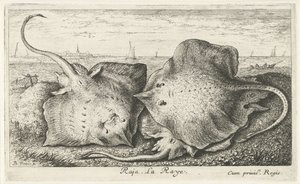 Tři paprsky na pláži rádža. La Raye. (název na objektu) Ryby a další mořští tvorové - slaná voda druhá série (název série) Poissons de mer (název série) od Albert Flamen