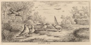 Garrulus, Jay