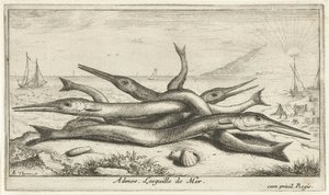 Připnutý na pláži Admos. Lesguille de Mer. (název na objektu) Ryby a další mořští tvorové - slaná voda třetí série (název série) Poissons de mer (název série) od Albert Flamen