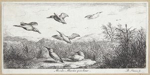 Ledňáček říční (Alcedo)
