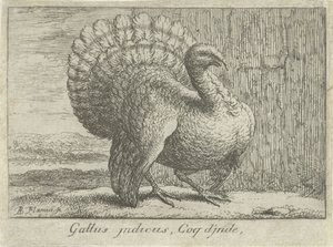 Landschap se setkal s kalkoenem Gallus indicus, Coq d