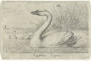 Krajina s labutí Cygnus. Cygne. (název na objektu) Třináct druhů ptáků (název série) Diuersae Auium Specie (název série) od Albert Flamen